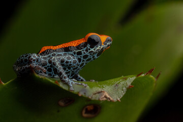 PHOTOS OF RANITOMEYA RETICULATA 
