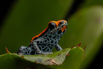 PHOTOS OF RANITOMEYA RETICULATA 