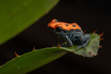 PHOTOS OF RANITOMEYA RETICULATA 
