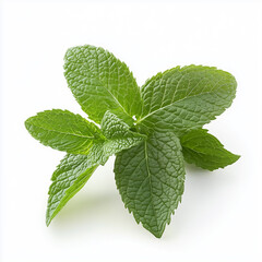 Fresh mint sprig with serrated leaves on white background for culinary and aromatic use