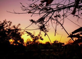 Obraz premium Silhouette of bushes in evening light