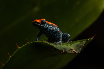 PHOTOS OF RANITOMEYA RETICULATA 