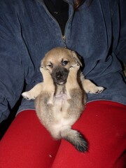 Small beige puppy held gently in someone's arms. Cute, innocent, and cuddly. Dark nose and paws visible.