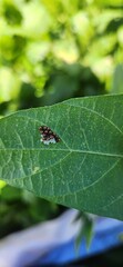 bug on a soy leaf