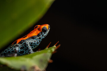 PHOTOS OF RANITOMEYA RETICULATA 