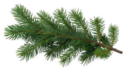 Fresh pine branch with green needles showcasing natural beauty in a simple and organic setting