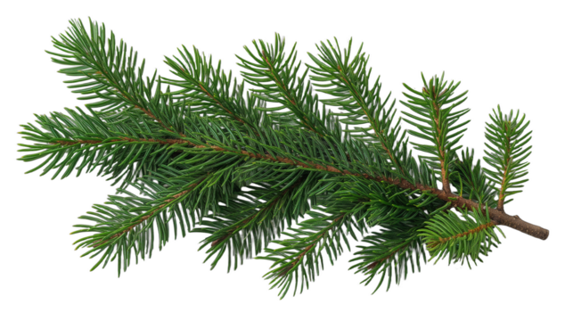 Fresh pine branch with green needles showcasing natural beauty in a simple and organic setting