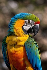 Obraz premium brightly colored parrot sitting on a branch with a blurry background