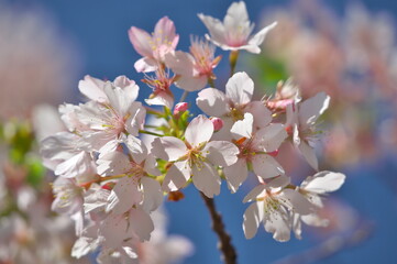 大船フラワーセンターの桜