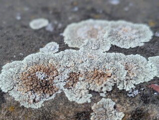 A lichen Lecanora muralis (aka Protoparmeliopsis muralis) growing on a window ledge