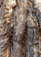 The image is of a piece of meat that has been dried