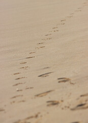 A beach with a line of footprints in the sand