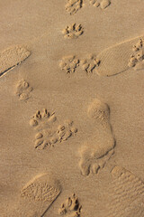 A beach scene with a few paw prints in the sand