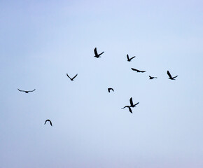 A flock of birds flying in the sky