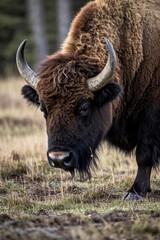 there is a large bison with large horns standing in a field