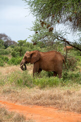 Słoń afrykański (Loxodonta africana), młody samiec pozywający się na sawannie w cieniu drzewa, w Park Narodowy Tsavo East, Kenia, Afryka © Kamil_k2p