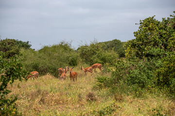 Impala - Aepyceros melampus, mała, szybka antylopa z afrykańskiej sawanny, stado wypasające się na sawannie, Park Narodowy Tsavo i rezerwat wzgórz Taita, Kenia © Kamil_k2p