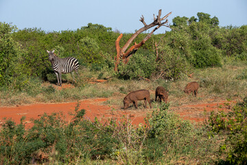 Zebra (Costae) i stado guźców (Phacochoerus),  wypasające się na sawannie, Park Narodowy Tsavo i rezerwat wzgórz Taita, Kenia © Kamil_k2p
