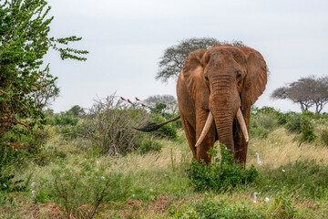 Słoń afrykański (Loxodonta africana), samiec w Park Narodowy Tsavo East, Kenia, Afryka © Kamil_k2p