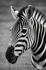 Naklejka premium zebra standing in a field looking at the camera with a black and white background