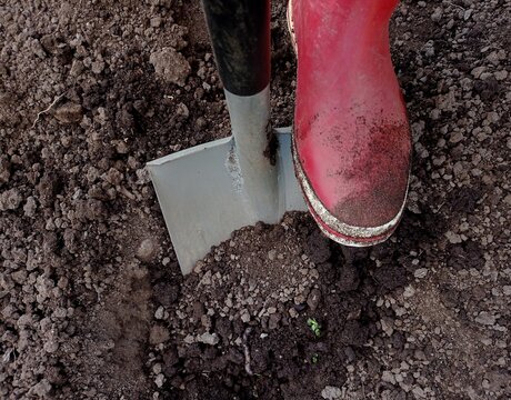 Close up of somebody with red rubber boots digging soil with a shovel.