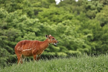 草原に立つメスのシタツンガ