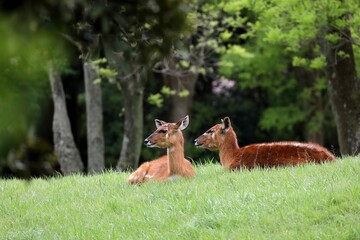 草むらの上で休む二頭のメスのシタツンガ