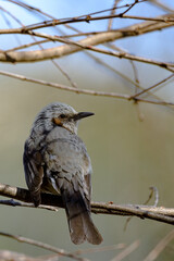 Brown-eared Bulbul