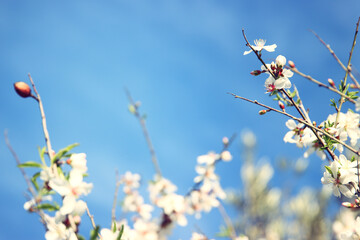 dreamy background of spring blossom tree. selective focus