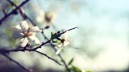 dreamy background of spring blossom tree. selective focus