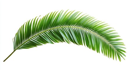 Obraz premium Tropical Palm Leaf