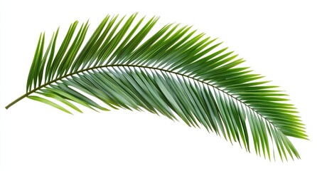 Obraz premium Close-up of a vibrant green palm frond. A single, healthy palm leaf curves gracefully against a pure white background. The fronds display sharp, pointed leaflets
