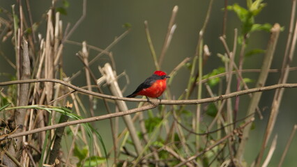 Male vermilion flycatcher (Pyrocephalus rubinus) perched on a branch in Cotacachi, Ecuador