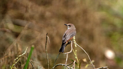 Female vermilion flycatcher (Pyrocephalus rubinus) perched on a branch in a field, in Cotacachi, Ecuador