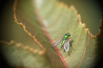 Long-legged fly on a leaf in Cotacachi, Ecuador