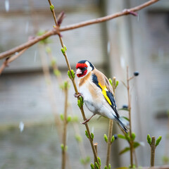 European goldfinch on the twig at wintertime