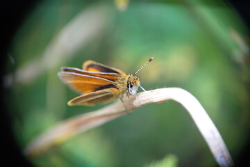 Orange skipper butterfly on a dry blade of grass in Cotacachi, Ecuador