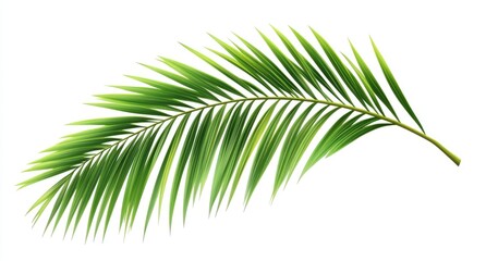 Obraz premium Vibrant green palm frond, isolated on white