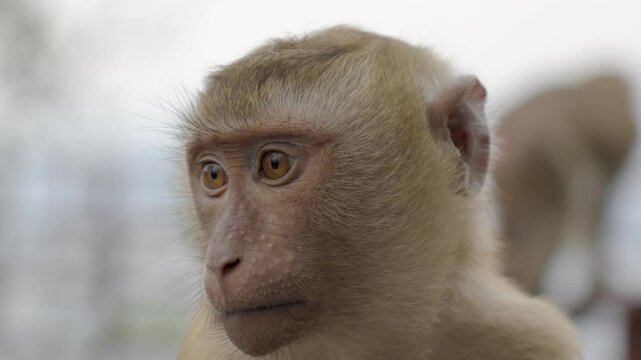 Slow motion close-up shot of a monkey looking at its surroundings in Phuket