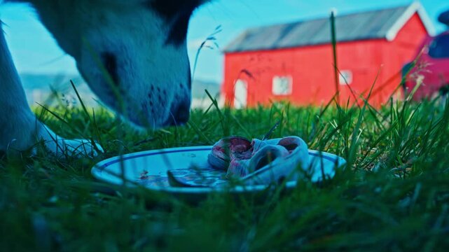A Dog is Eating Fish From a Plate on the Grass in Kokelv, Norway - Close Up
