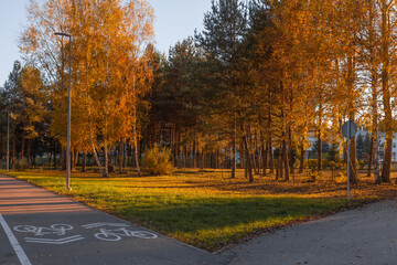 Autumn trees over evening textured sky. City park in golden hour evening .