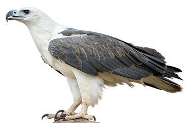 Obraz premium white eagle on white background majestic bird