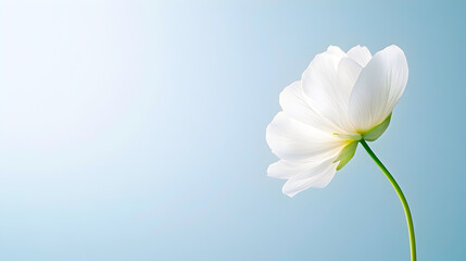 Obraz premium A delicate white flower stands against a soft blue background, symbolizing purity and tranquility. Perfect for greeting cards, wallpapers, and minimalist designs. Selective focus