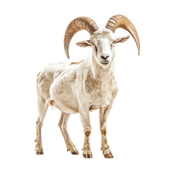 Majestic Goat with Stunning Curved Horns on a white background.