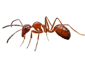 A fire ant with a reddish-brown body and a sharp stinger, shown in a side view. The image captures its aggressive posture, isolated on a transparent background (PNG).