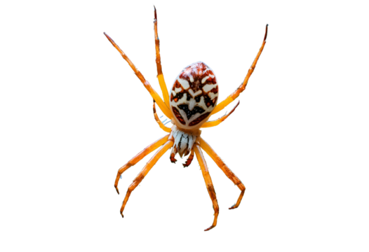 An orb-weaver spider with a colorful, patterned abdomen and long, slender legs. isolated on a transparent background (PNG). - Powered by Adobe
