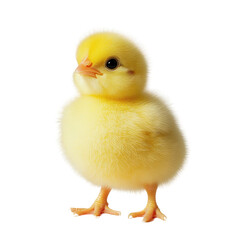 Obraz premium Adorable Yellow Chick on Black Background on a white background.