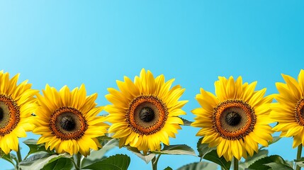 Obraz premium Yellow sunflowers bloom in a row under a bright blue sky