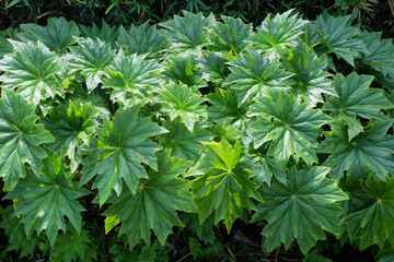Abstract pattern and texture background of green Peltoboykinia leaves in the garden. For graphic...