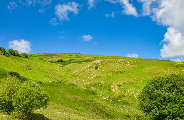 green meadows on the slopes of Teghenis mountain in spring (Tsaghkadzor, Armenia)